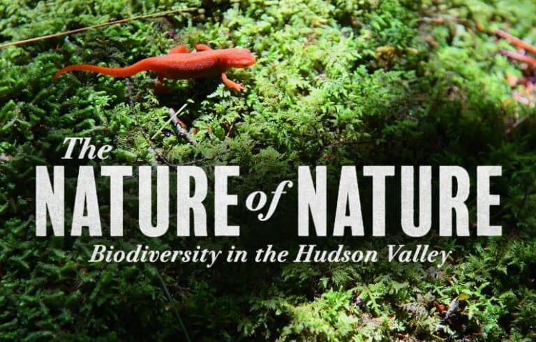 The Nature of Nature: Biodiversity in the Hudson Valley film title card, a red eft on moss
